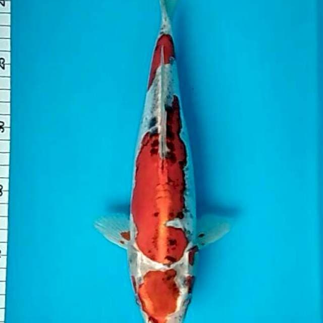 Renata 7 - Maruten red goshiki doitsu rare!! 30cm