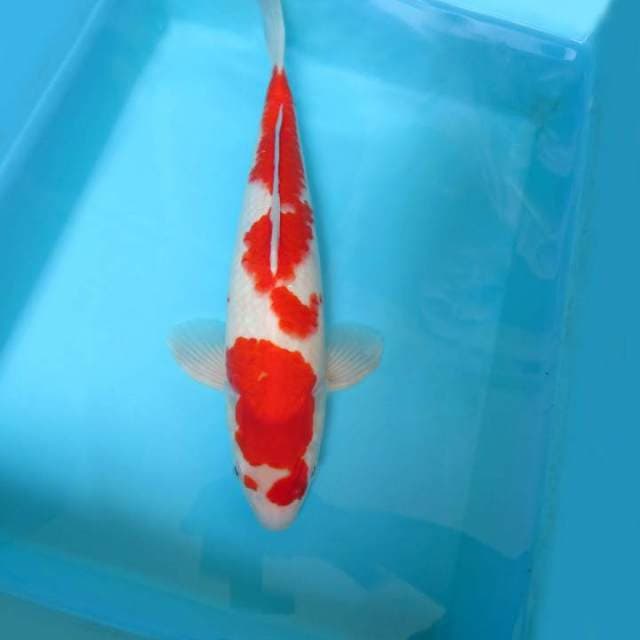 10. KOHAKU PEKAT