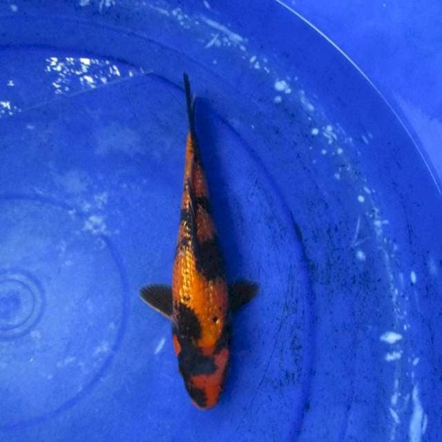 Hi ki utsuri kingrin ±23cm