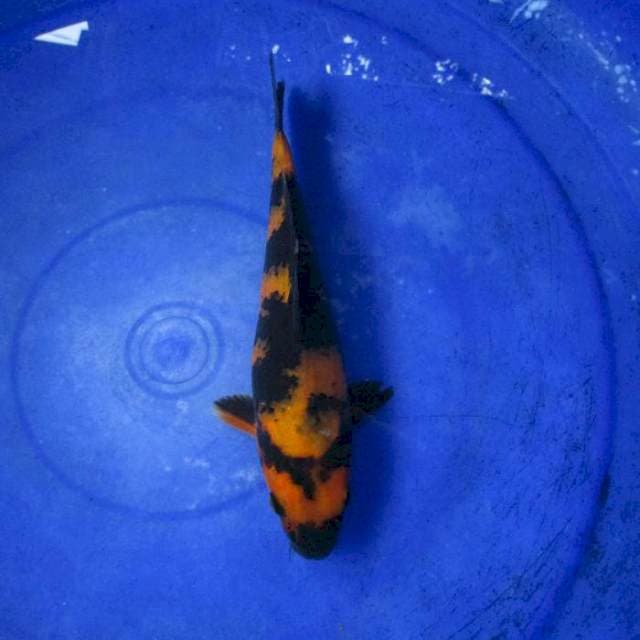 Hi ki utsuri ±24cm