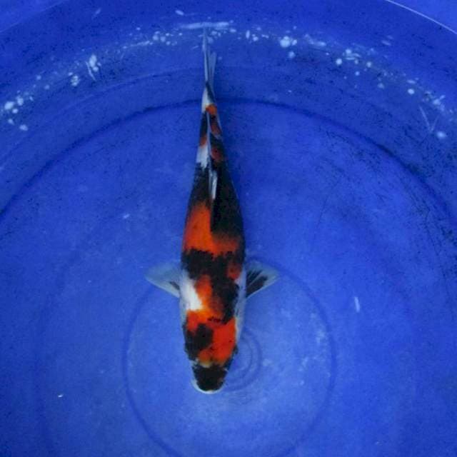 Maruten showa sansoku ±28cm