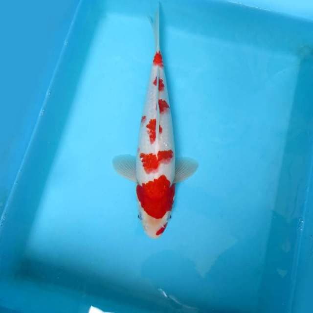11. KOHAKU SAKURA