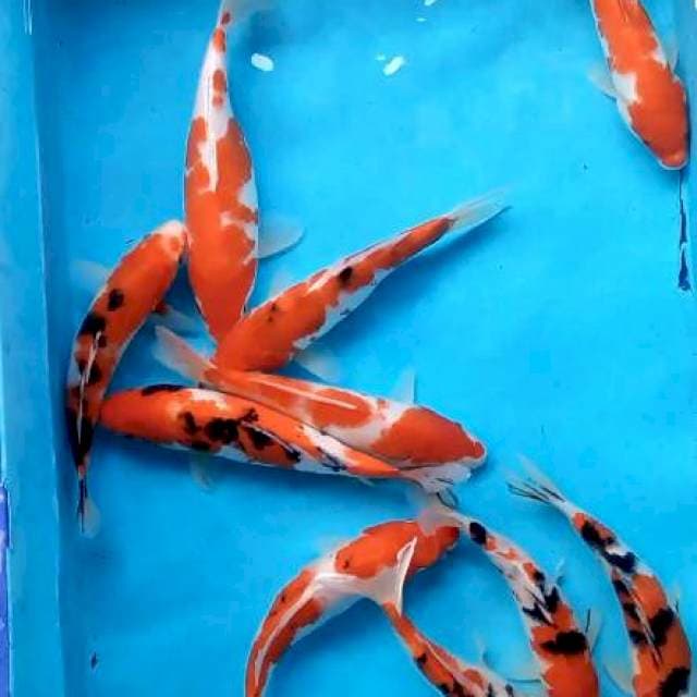 mix kohaku sanke