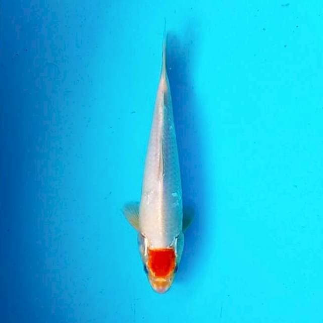 e. Tancho || 27 cm