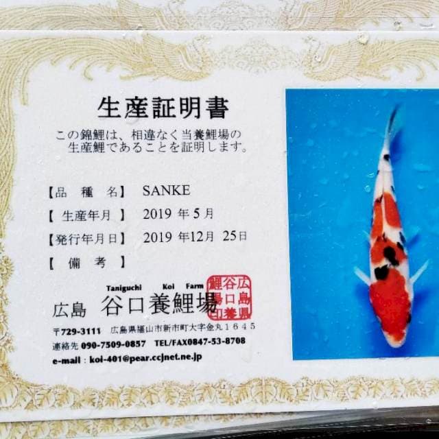 Sanke import Taniguchi