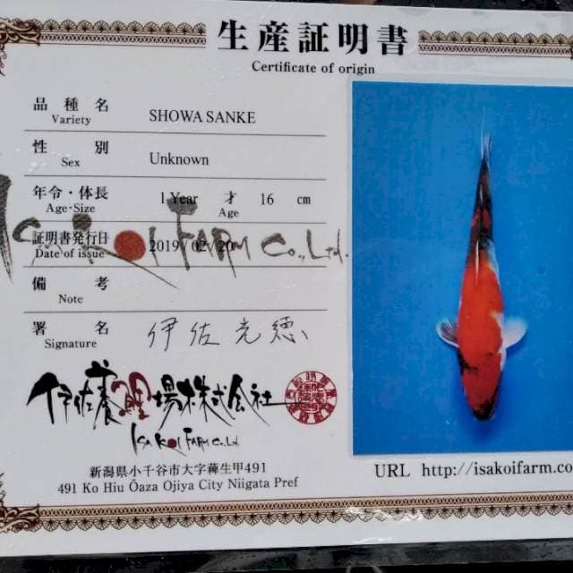 Showa Isa koi farm