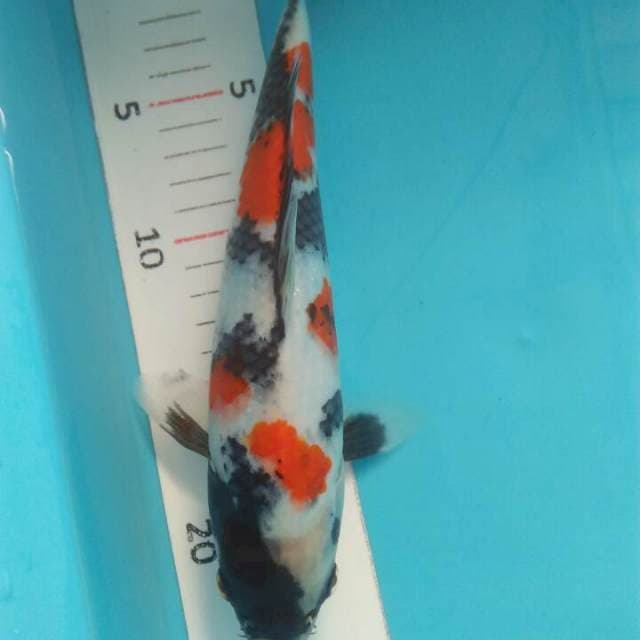 Showa 25 cm