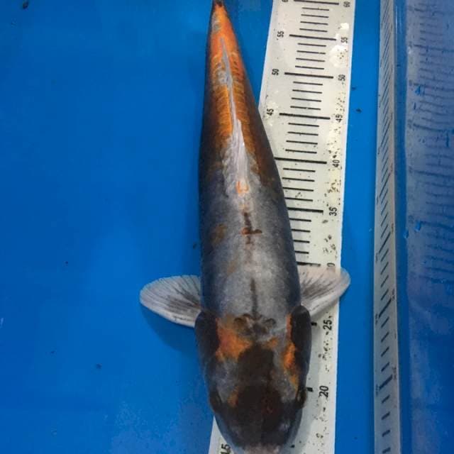Kiko 40 CM