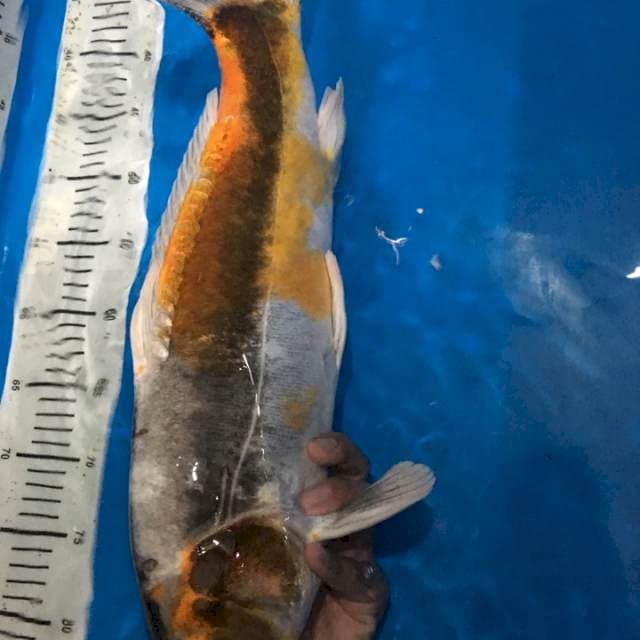 Kiko 40 CM