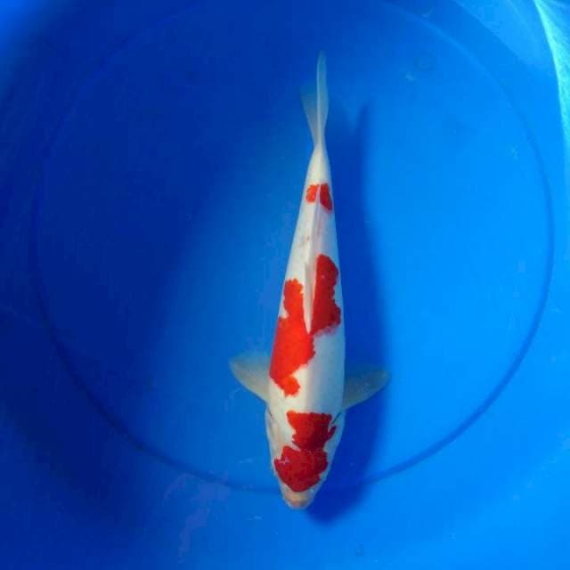 Kohaku F1
