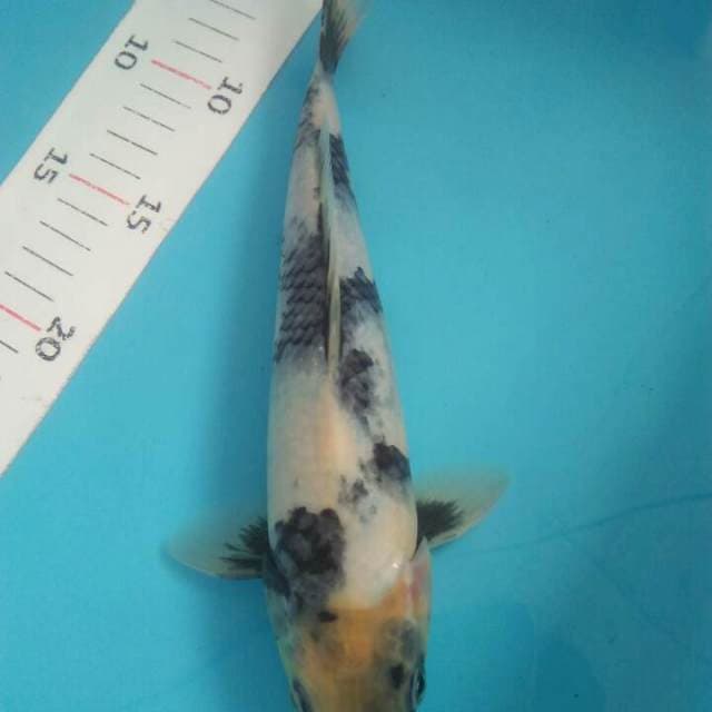 Shiro 25 cm