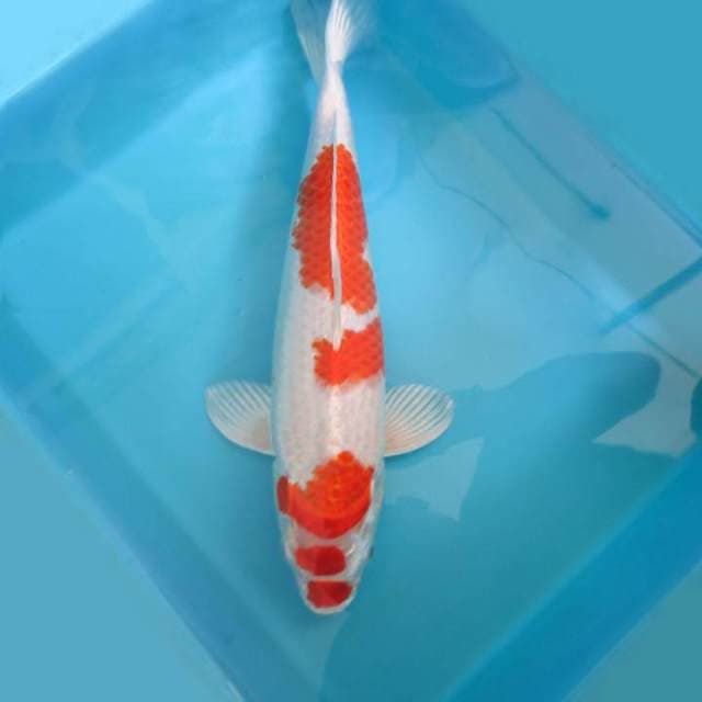15. KOHAKU HIKARI ANTIK