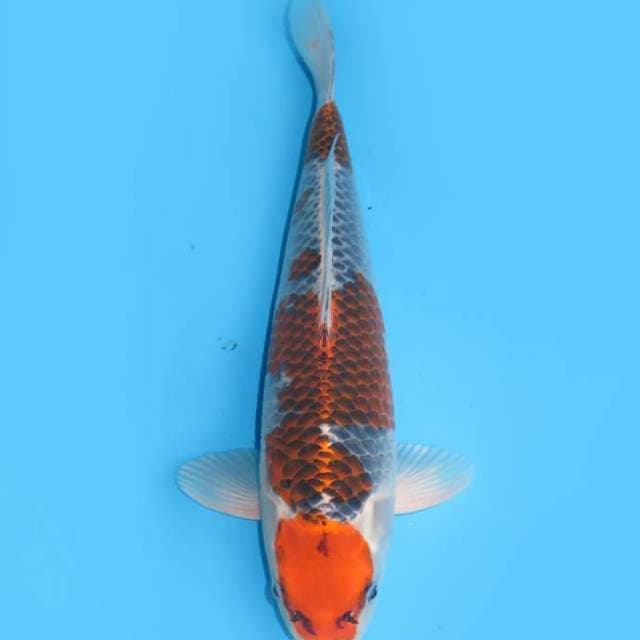 35cm male , Maruten Goshiki SQ 