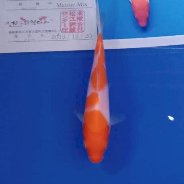 Kohaku matsue new tosai