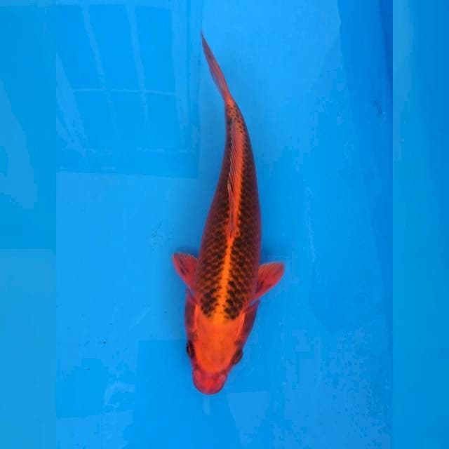 Aka Matsuba Ogon ++ ... 30cm
