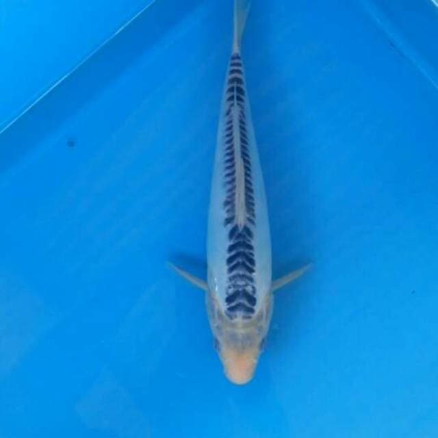 Shusui 27cm
