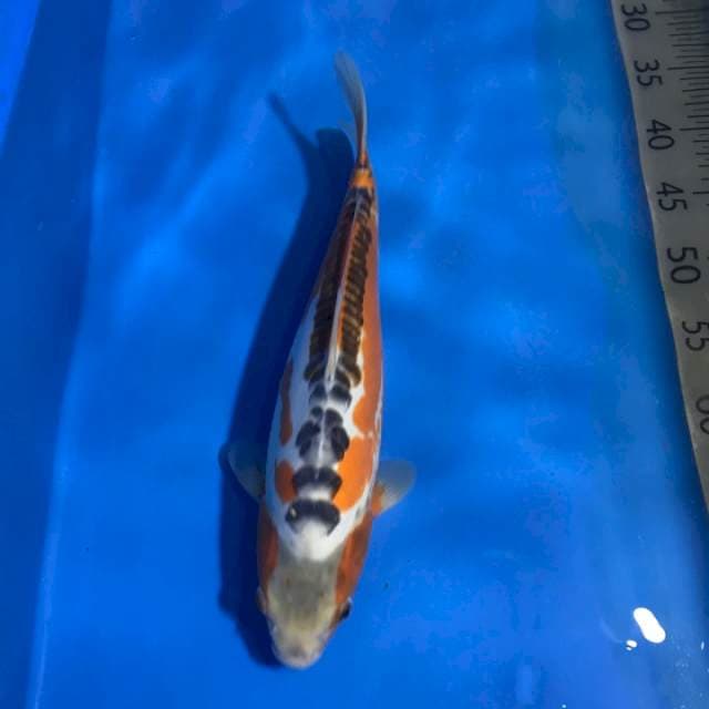 Shusui F1