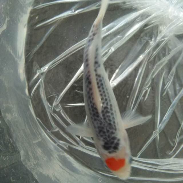 25 cm tanco kojaku
