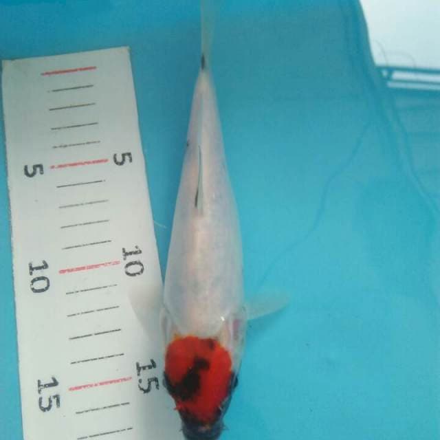 Tanco showa tategoi 20 cm siap di pinang