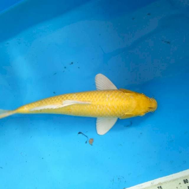 f1 yamabuki ogon bloodline okawa