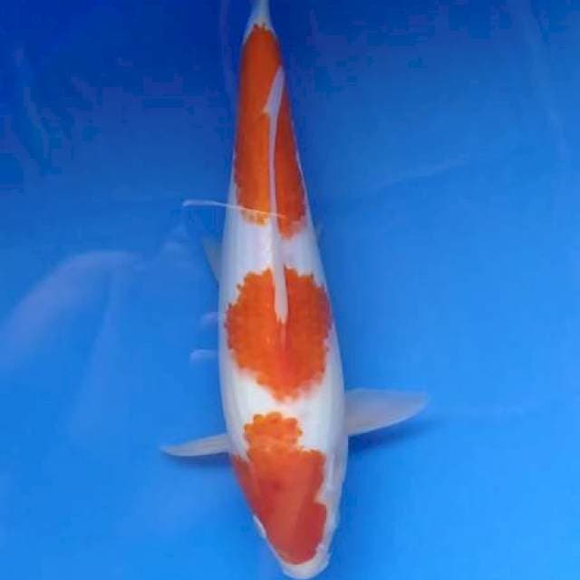 Kohaku 