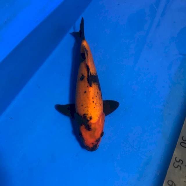 Hi Utsuri F1 Jumbo
