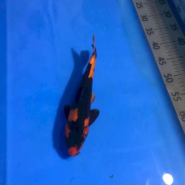Hi Utsuri