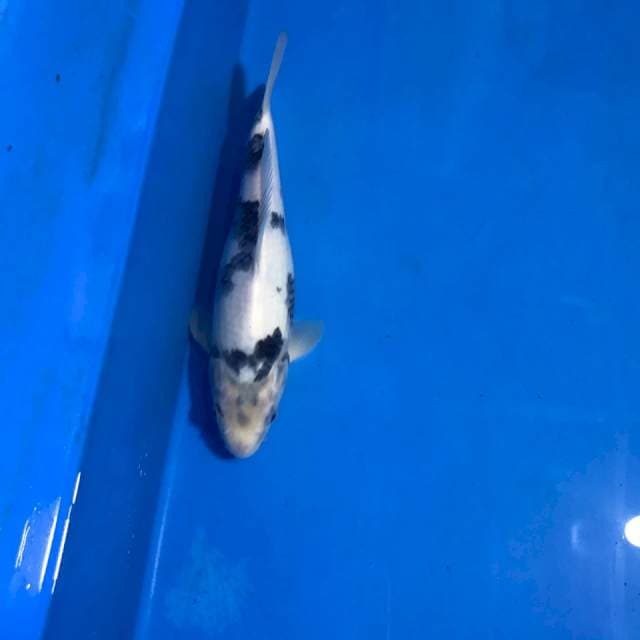 Shiro Putih Bersih