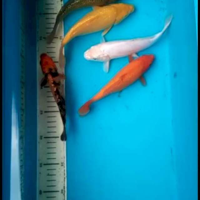 20 cm
