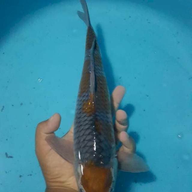 maruten ociba 38 cm