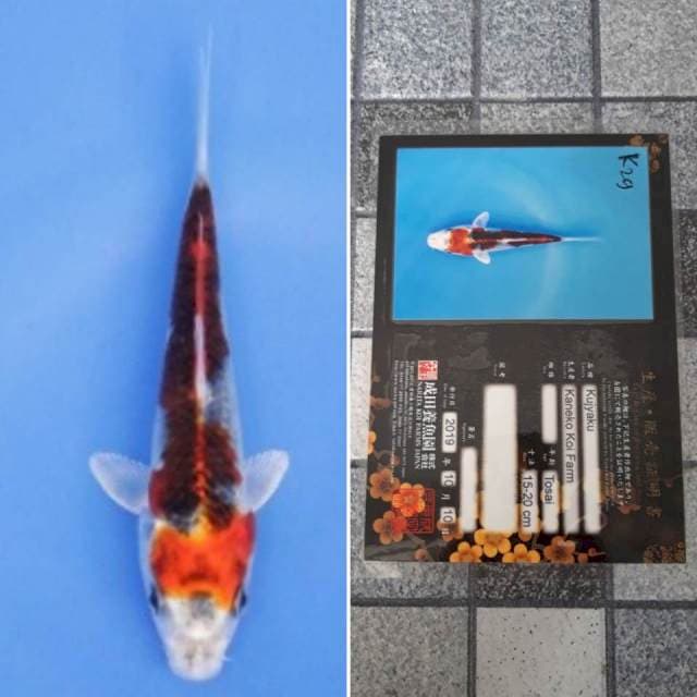 Kaneko kujaku 15cm serti
