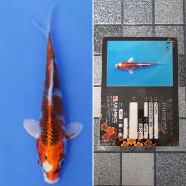 Kaneko kujaku 17cm serti