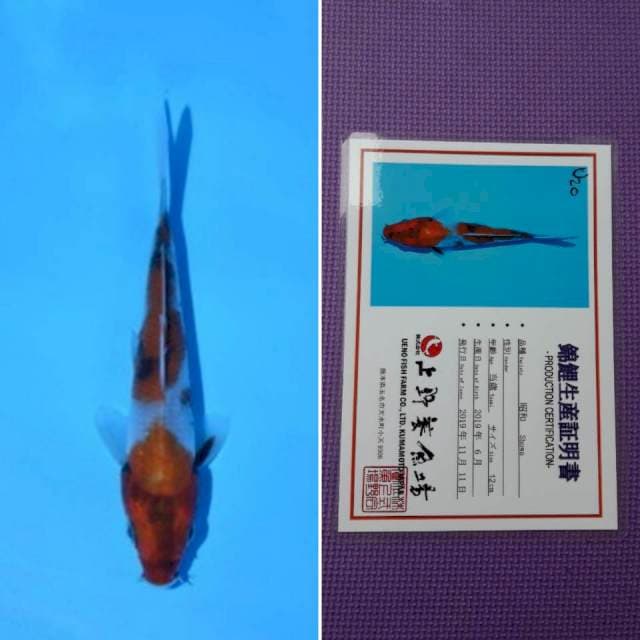 Ueno showa 13cm serti