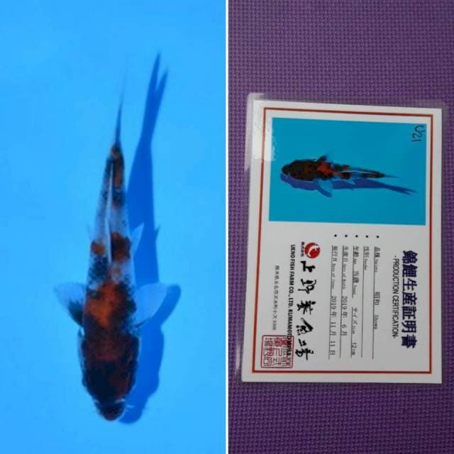Ueno showa 13cm serti