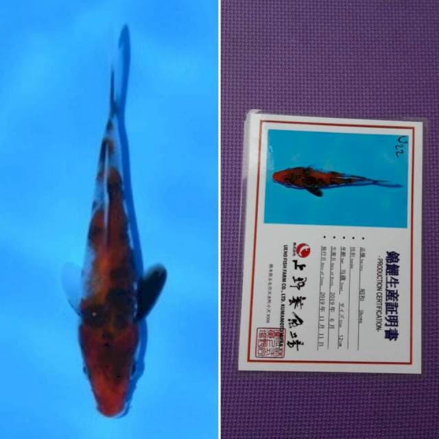 Ueno showa 13cm serti