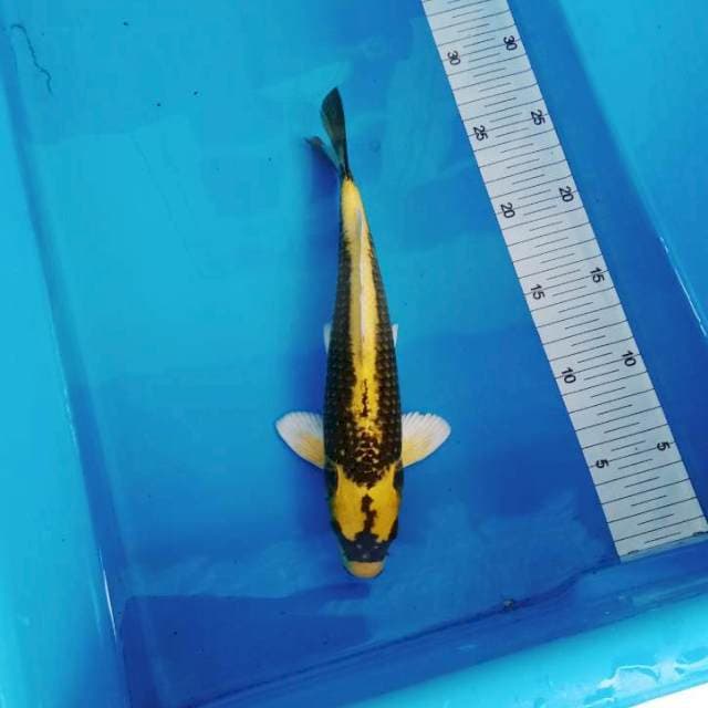 NJK - YELLOW KABUTO