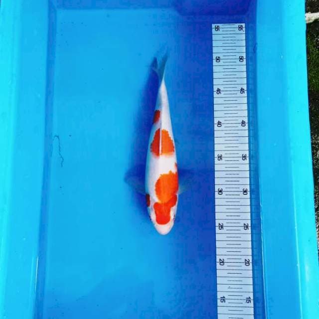 NJK - KOHAKU ORIGINAL