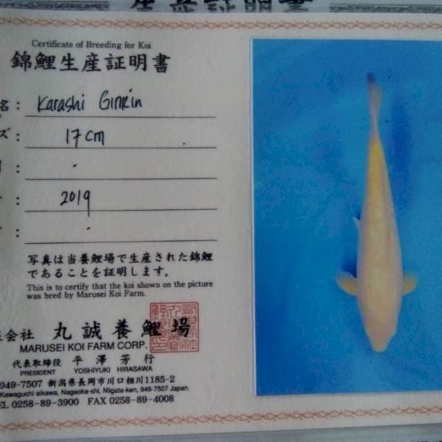 Ginrin Karashi 35cm Marusei