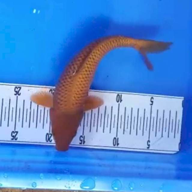 Naga lumpur 26cm tembaga