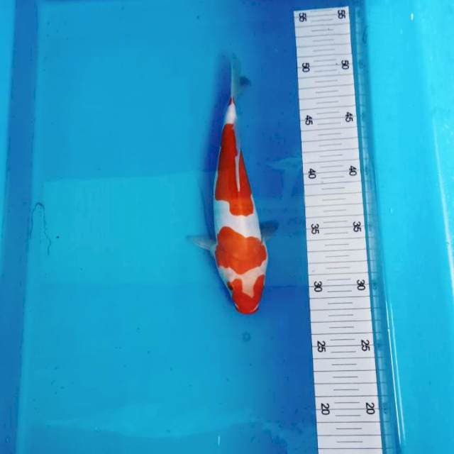 NJK - CEPLOK KOHAKU