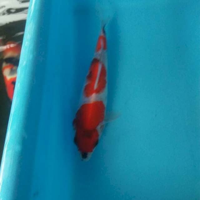 Showa 22 cm