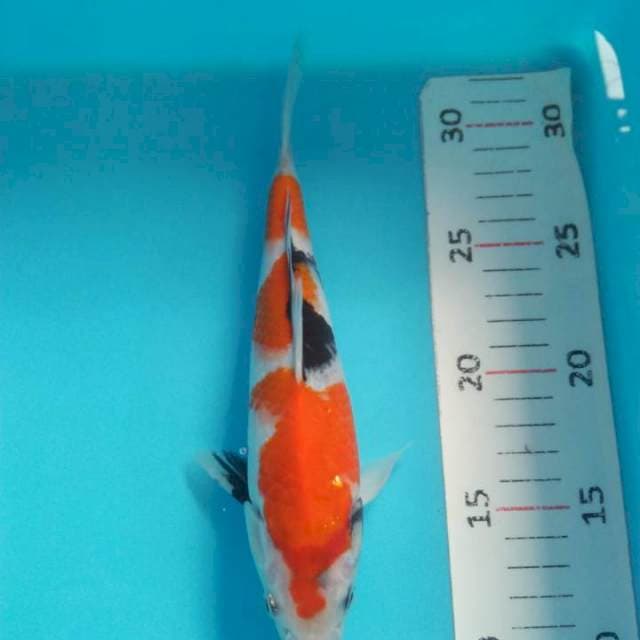 Showa siip 22cm mening