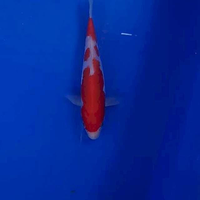 Kohaku 15cm siip