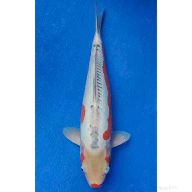 Yamaju Jumbo Shusui