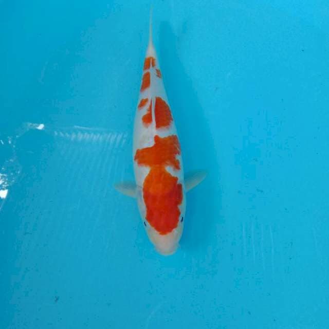 Kohaku