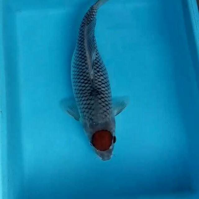 T. Uchiba 35 cm