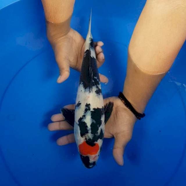 Tancho showa 37 cm