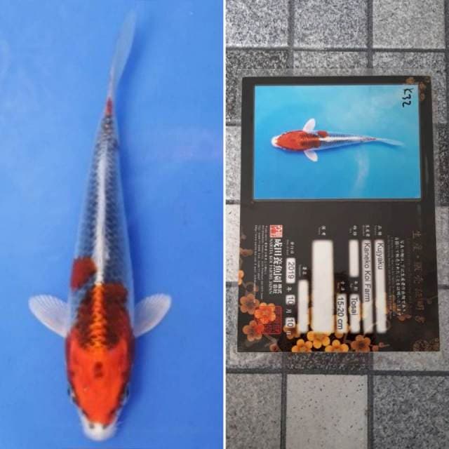 Kaneko kujaku 17cm serti