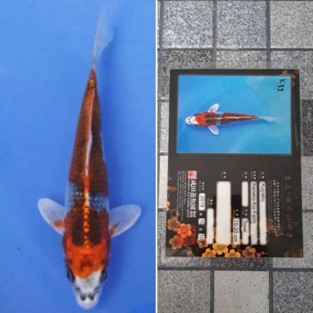 Kaneko kujaku 18cm serti