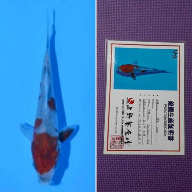 Ueno showa 13cm serti